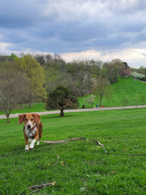 Frick Park Off-Leash Exercise Area
