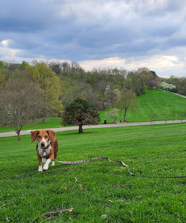 Frick Park Off-Leash Exercise Area