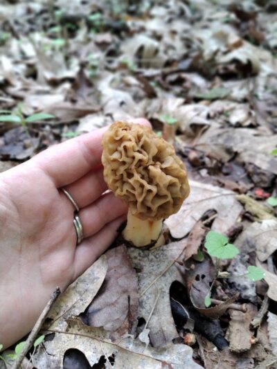 Lost Nations Area Trailhead - Pittsford,