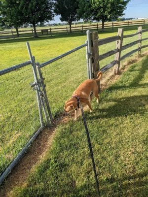 Daisy Dog Park
