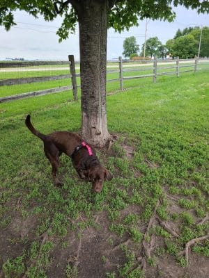 Daisy Dog Park