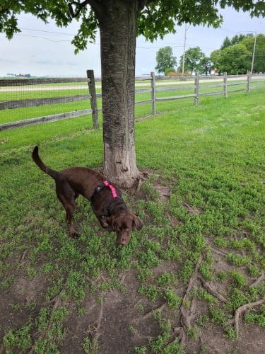 Daisy Dog Park