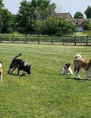 Daisy Dog Park