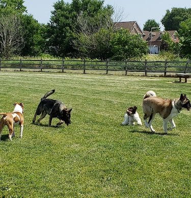 Daisy Dog Park