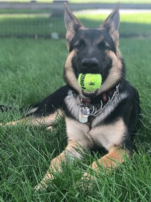 Daisy Dog Park