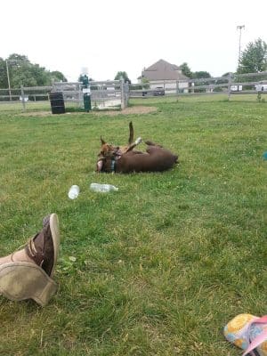 Daisy Dog Park