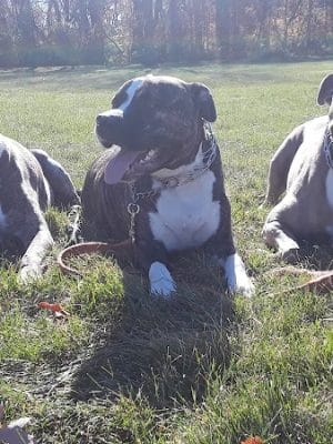 Van Horn Woods East Dog Park