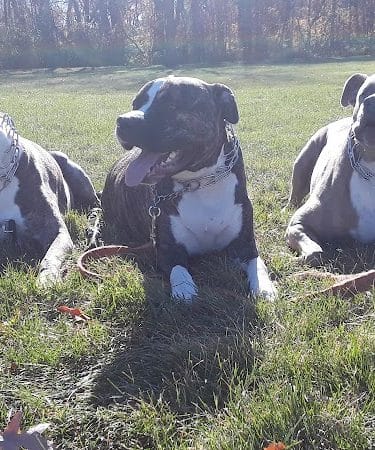 Van Horn Woods East Dog Park