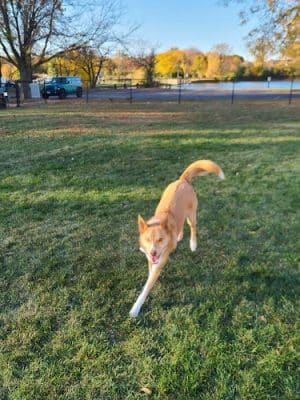 Van Horn Woods East Dog Park