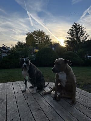 Van Horn Woods East Dog Park
