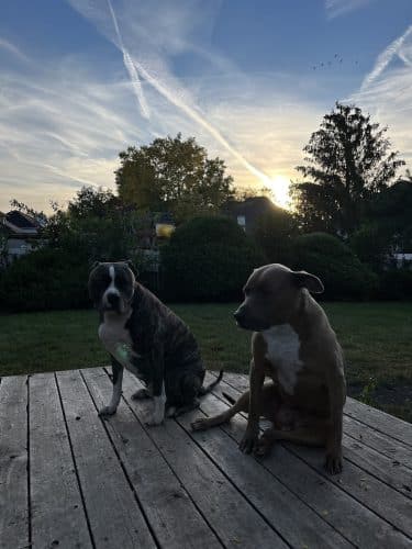 Van Horn Woods East Dog Park