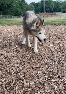 Plainwell Dog Park