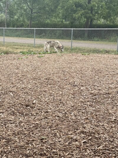 Plainwell Dog Park - Plainwell, MI