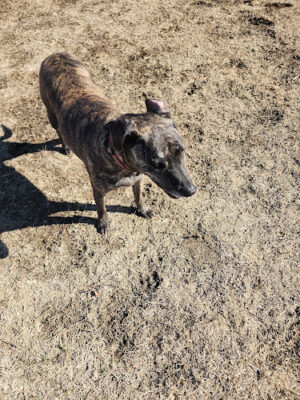 Dog Park