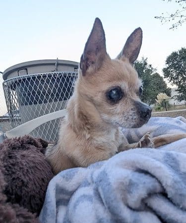 Chilpancingo Dog Park - Pleasant Hill, CA