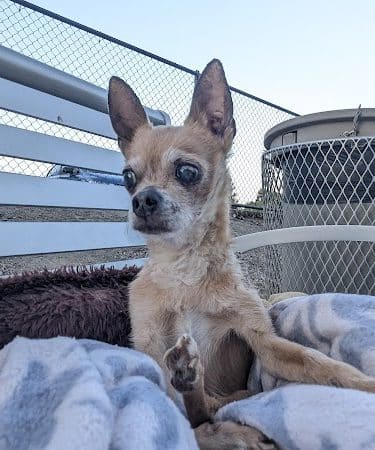 Chilpancingo Dog Park - Pleasant Hill, CA