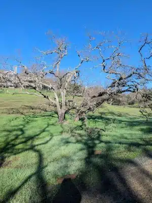 Paso Nogal Park