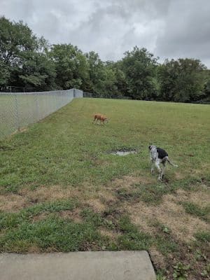Best Friends Dog Park