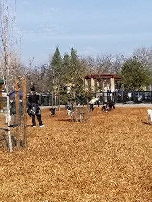 Cubby's Dog Park