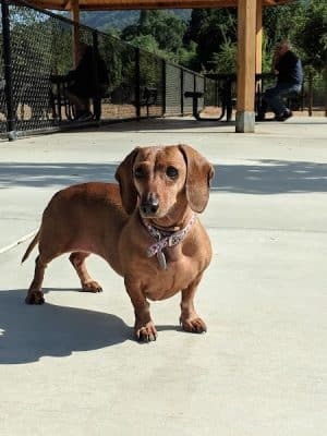 Cubby's Dog Park