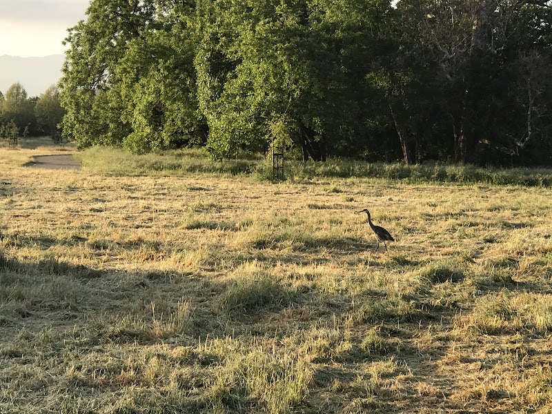 Cubby's Dog Park - Pleasanton, CA