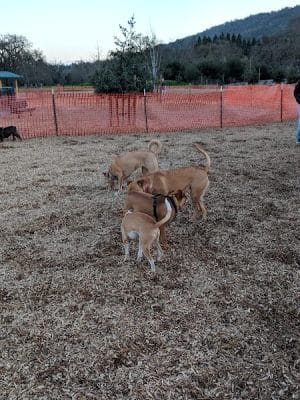Cubby's Dog Park