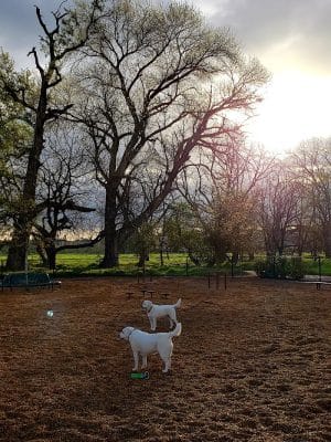 Cubby's Dog Park
