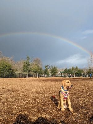 Cubby's Dog Park