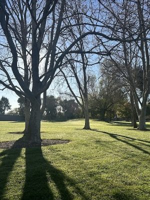 Dog Park for smaller dogs