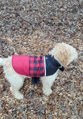 Dog Park for smaller dogs