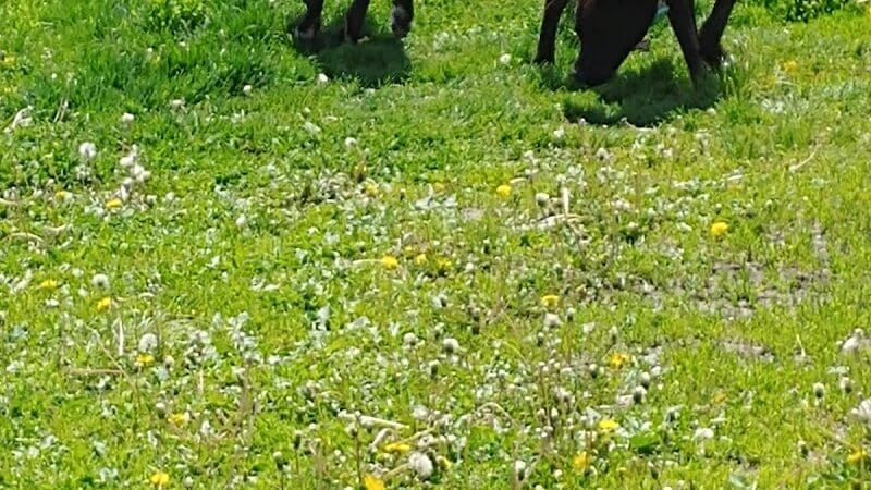 4 Paws Dog Park - Plymouth,