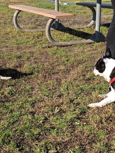 4 Paws Dog Park - Plymouth,