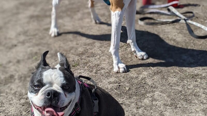 4 Paws Dog Park - Plymouth,
