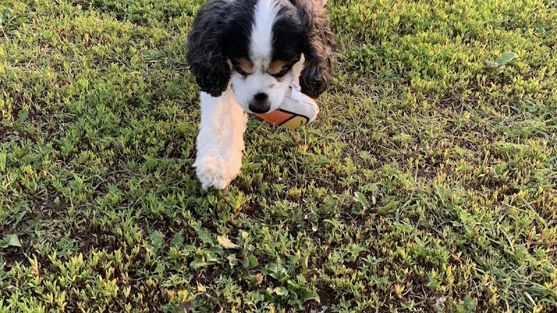 4 Paws Dog Park - Plymouth,