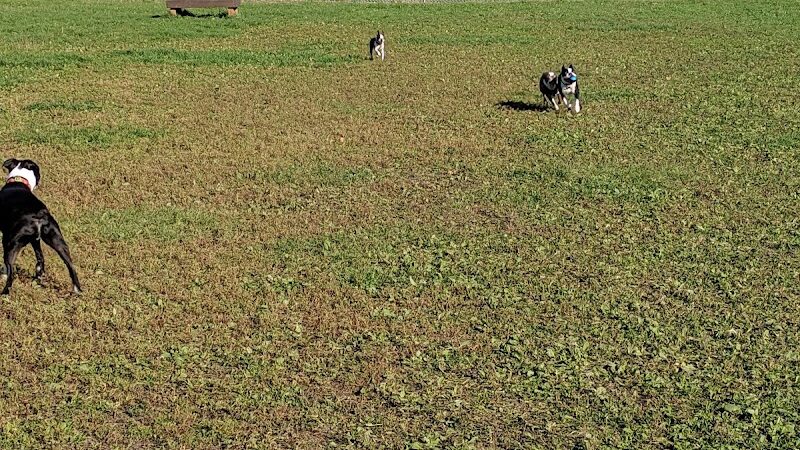 4 Paws Dog Park - Plymouth,