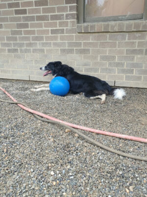 Love My Doggy Day Care