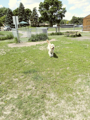 4 Paws Dog Park