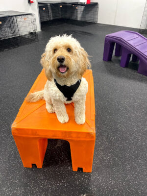 Dogtopia of Plymouth