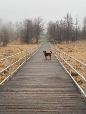 Plymouth Dog Park