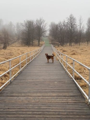 Plymouth Dog Park
