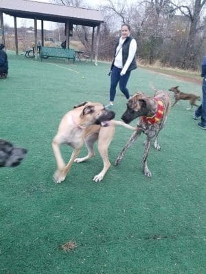Plymouth Dog Park