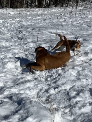 Plymouth Dog Park