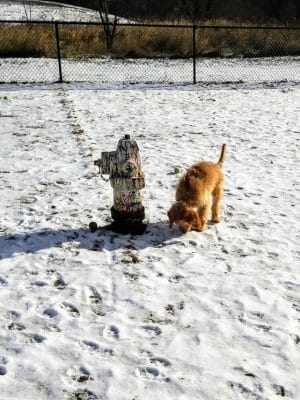 Plymouth Dog Park