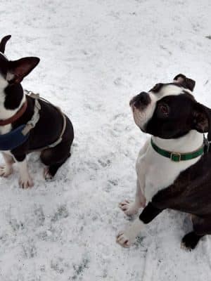 Plymouth Dog Park