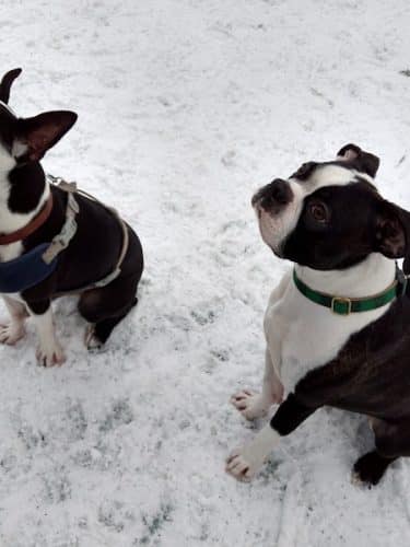 Plymouth Dog Park