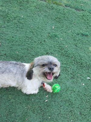 Plymouth Dog Park