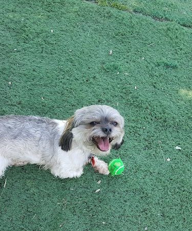 Plymouth Dog Park