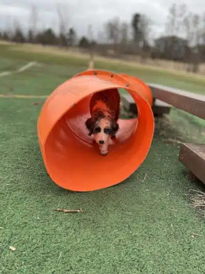 Plymouth Dog Park - Plymouth,