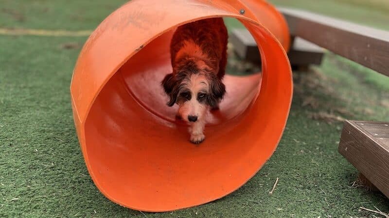 Plymouth Dog Park - Plymouth,