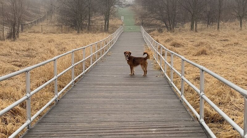 Plymouth Dog Park - Plymouth,